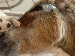 la conmovedora historia de un burrito moribundo y el perro de su salvadora la conmovedora historia de un burrito moribundo y el perro de su salvadora