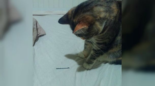 La gatita no está feliz con la novia de su dueño