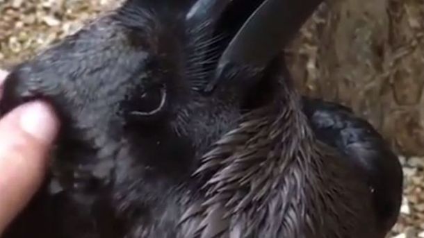 ¿Cuervo o conejo? El video viral del momento