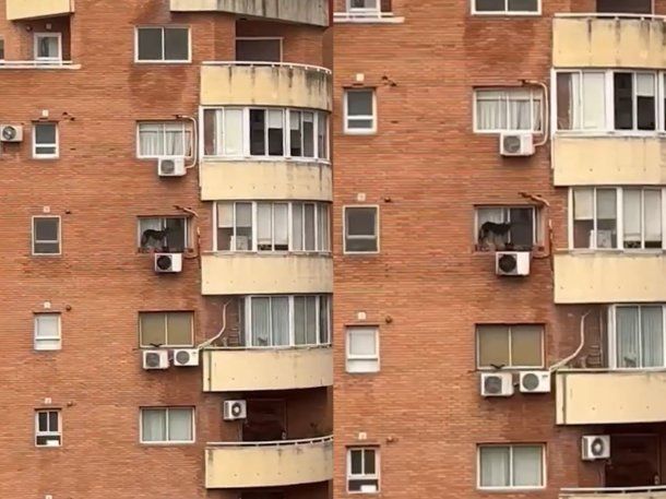 Maltrato animal en un edificio de Belgrano