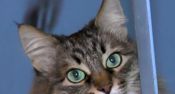 Una gata salva a un bebé de morir congelado en la calle tras ser abandonado
