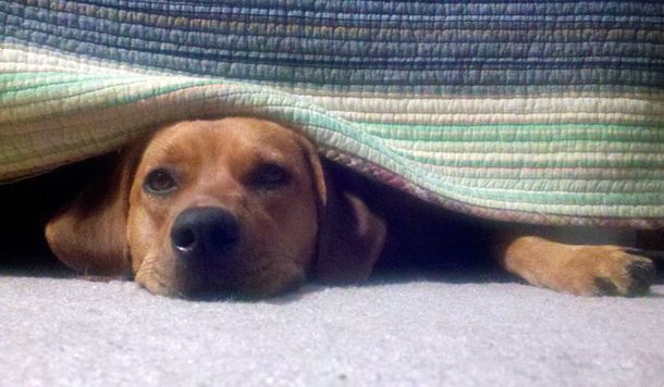 El perro se muestra perturbado y atemorizado ante los petardos