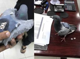 ¿Era necesario demorar al mensajero? ¿Era necesario demorar al mensajero?