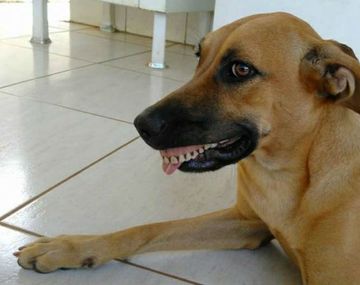 Pandora con la dentadura postiza que encontró en el patio de la casa