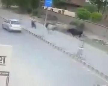 Un toro lo embistió cuando andaba en moto por una calle de India