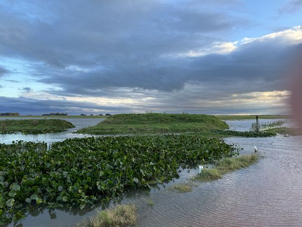Las inundaciones afectan a la cosecha de soja y la ARU advierte que es necesario levantar la cosecha ahora para evitar pérdidas importantes.