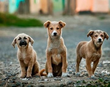 Proponen instalar frigoríficos para comercializar carne de perro