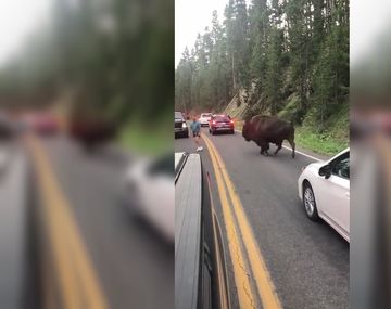 El hombre pretendió hacerle frente a un bisonte en Yellowstone
