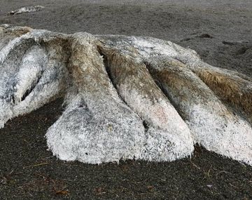 El monstruo marino podría ser el cadáver de un calamar, o algo muy distinto y único en su especie