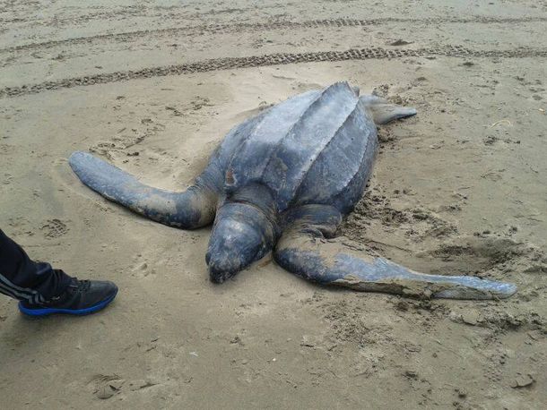 Sorprendente hallazgo de una tortuga en Mar del Tuyú