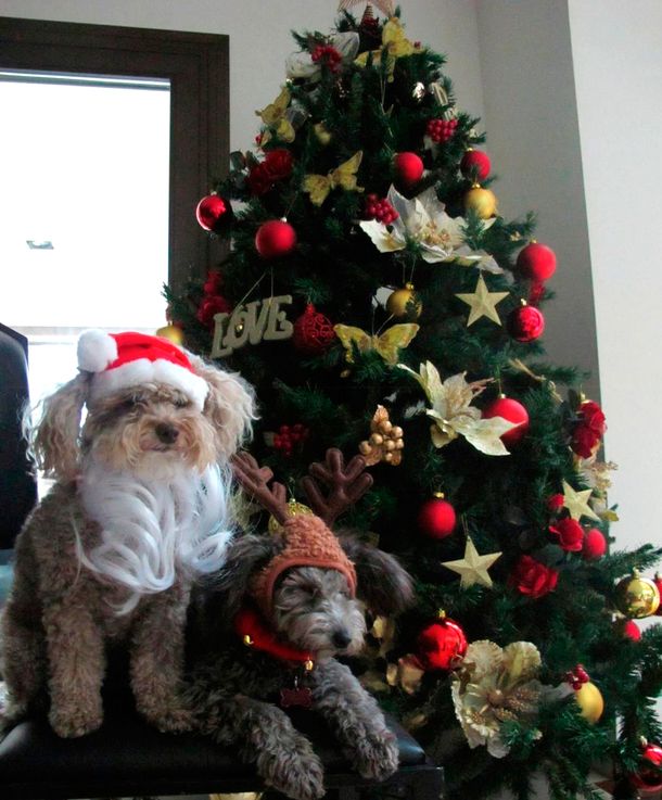 El árbol especial de Débora Bello