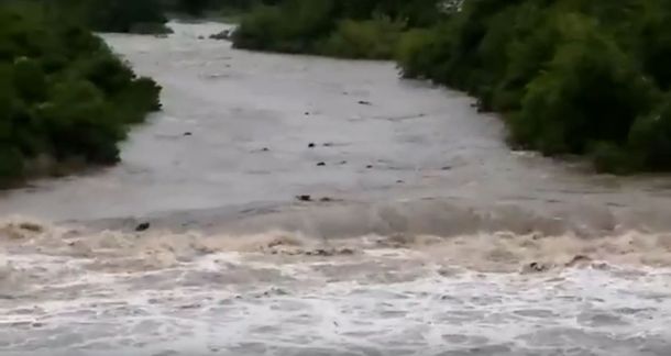 Decenas de vacas son arrastradas por el agua de un arroyo