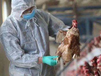 Gripe aviar: confirman tres casos en granjas comerciales y traspatio