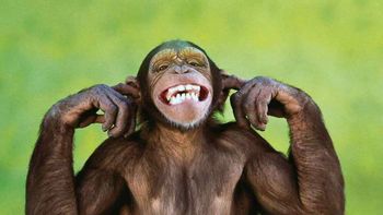 ebola: la vacuna sera probada en monos ebola: la vacuna sera probada en monos