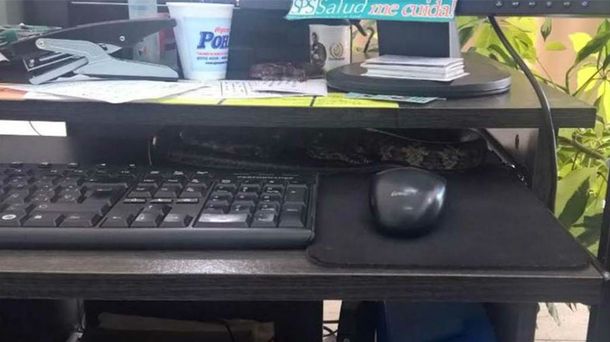 Una empleada encontró una víbora en su escritorio.