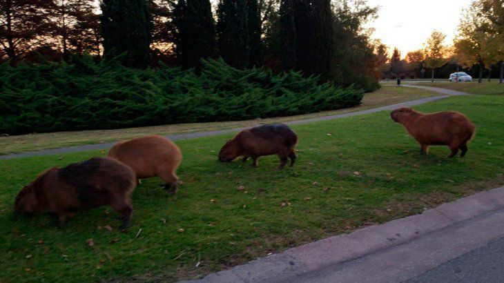 Así refleja la prensa internacional la invasión de carpinchos en Nordelta