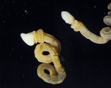 Hallazgo cientifico: descubren un gusano con forma de pene