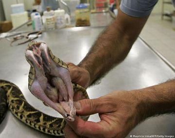 Aseguran que el veneno de una serpiente sudamericana es capaz de inhibir el covid