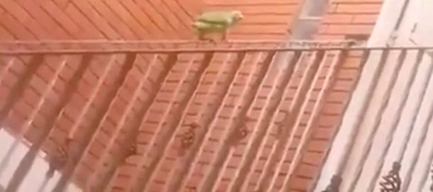 Loro skater se divierte deslizándose por una baranda