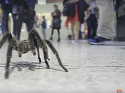 Llevó su tarántula al subte para hacerle una broma a los pasajeros Llevó su tarántula al subte para hacerle una broma a los pasajeros