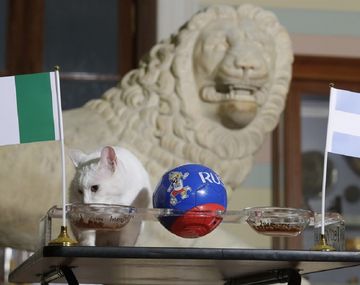 El peor pronóstico: para el gato Aquiles