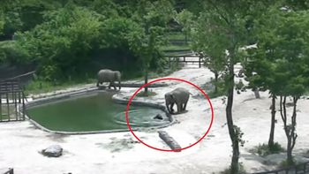 La reacción de los dos padres cuando su elefante bebé se cayó a una pileta La reacción de los dos padres cuando su elefante bebé se cayó a una pileta