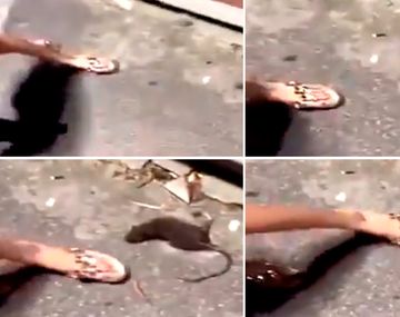 Quiso patear una rata moribunda y fue mordido