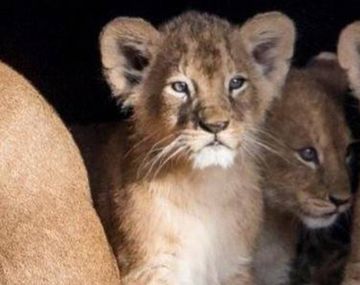 Un zoológico sacrificó nueve cachorros de león por falta de espacio