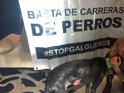 El encuentro entre Tango y Steve Adler El encuentro entre Tango y Steve Adler