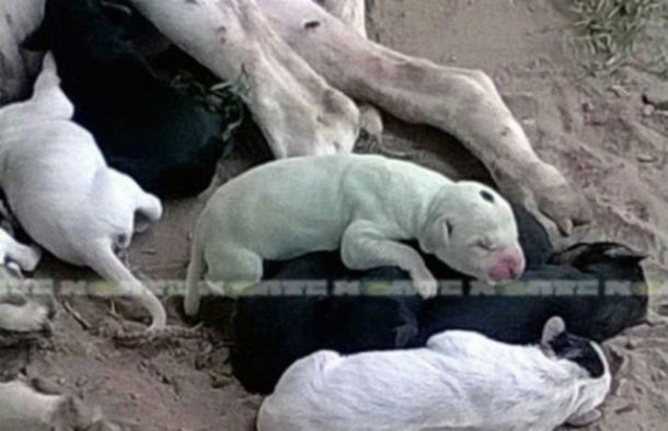 Gentileza Diario Norte