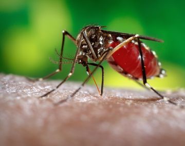 Confirman 40 casos de zika en el norte de Chaco