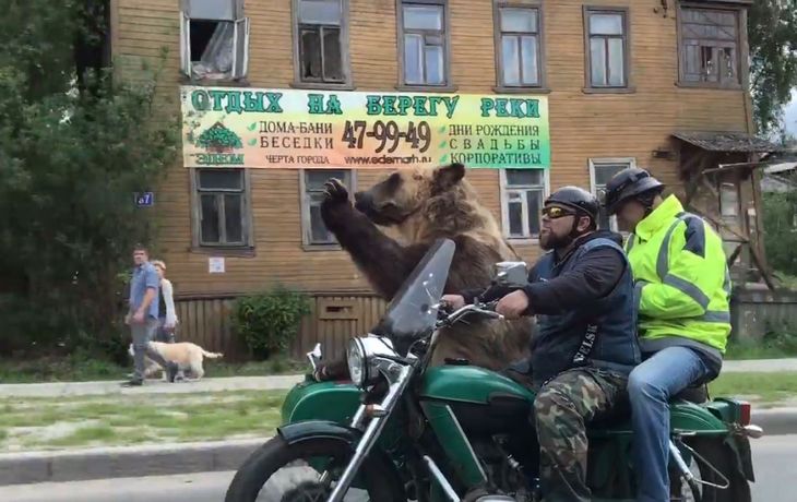 Un oso en moto es furor en Rusia