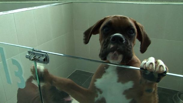 Amor para siempre: proponen clonar las mascotas para que sean eternas