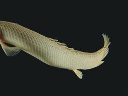 un pez revela un dato clave en la evolucion del ser humano un pez revela un dato clave en la evolucion del ser humano