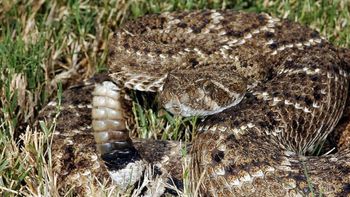 un hombre quiso sacarse una selfie con una serpiente y todo salio mal un hombre quiso sacarse una selfie con una serpiente y todo salio mal