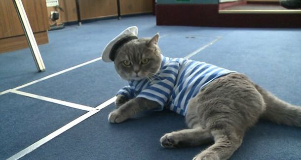Este gato se convirtió en el capitán favorito de los turistas en Rusia