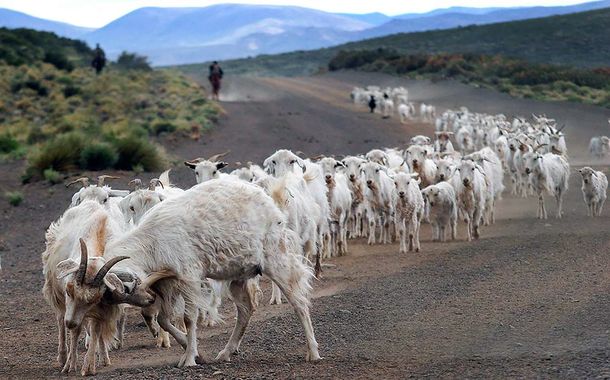 Neuquén: iba por la Ruta 40 y atropelló y mató decenas de chivos