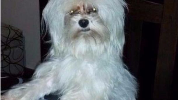 Les robaron el auto con su mascota