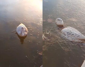 Patos congelados por las gélidas temperaturas en 9 de Julio.