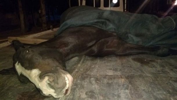 Denuncian que obligaron a un caballo a correr quebrado y lo ejecutaron de un tiro