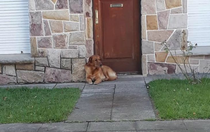 Final feliz: adoptaron al perro abandonado en una casa de Mar del Plata