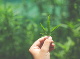 Cómo está la situación de la industria del cannabis en Uruguay. Cómo está la situación de la industria del cannabis en Uruguay.