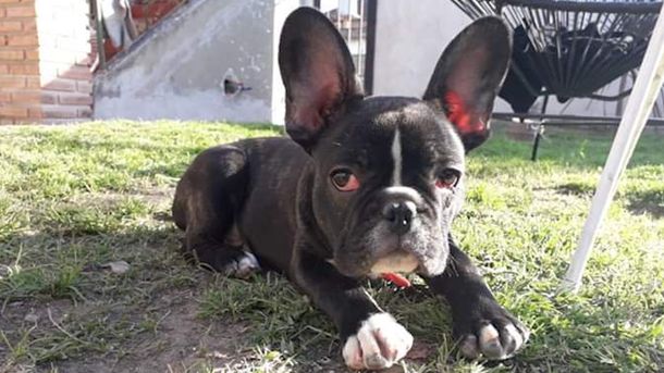 Maltrato animal: el perro se escondió debajo de un sillón y lo siguió agrediendo