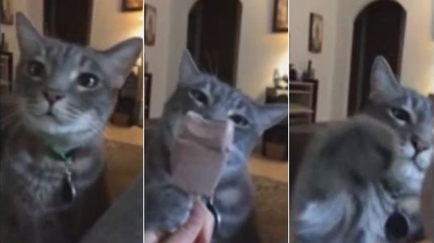 Este gato descubrió cómo hacerle frente al verano: con helado de palito