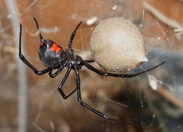 Los ni&ntilde;os se dejaron picar por una ara&ntilde;a viuda negra para tener superpoderes