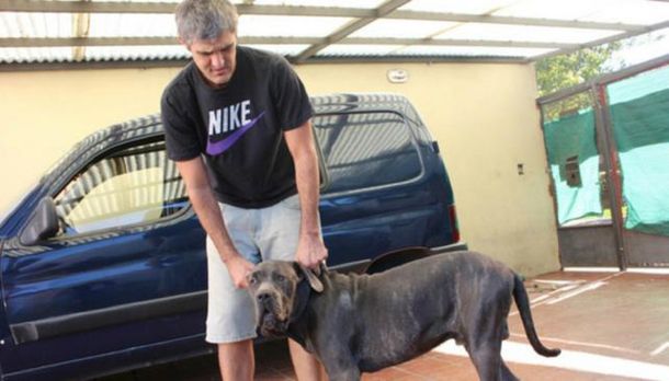 Conocé a Otto, el mastin napolitano que recibió un balazo y evitó un robo