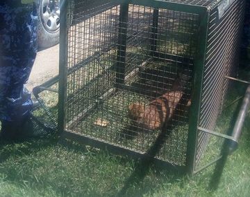 La patrulla ambiental rescató al puma de la casa de un hombre
