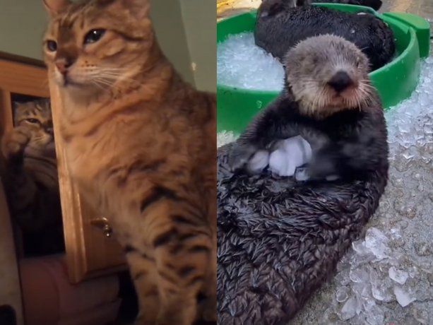 Un tiktoker dobla voces de animales y es furor