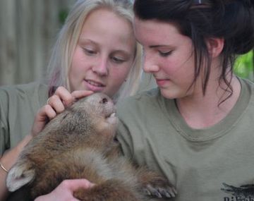 Wombat abrazos