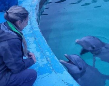 El Gobierno verificó el estado de los delfines de Aquarium Mar del Plata